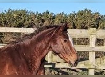 Cheval de sport irlandais, Jument, 4 Ans, 167 cm