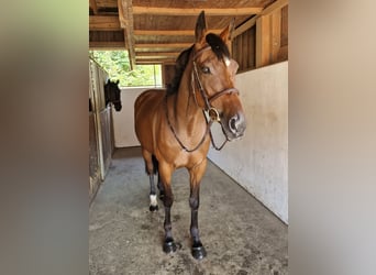 Cheval de sport irlandais, Jument, 4 Ans, 168 cm, Bai