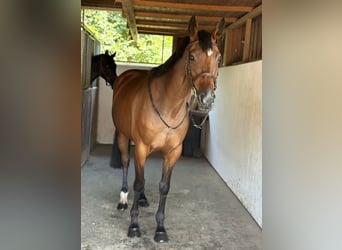 Cheval de sport irlandais, Jument, 4 Ans, 168 cm, Bai