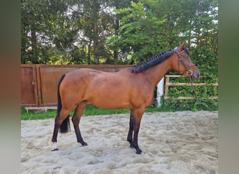 Cheval de sport irlandais, Jument, 4 Ans, 168 cm, Bai