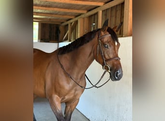 Cheval de sport irlandais, Jument, 4 Ans, 168 cm, Bai