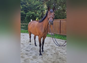 Cheval de sport irlandais, Jument, 4 Ans, 168 cm, Bai