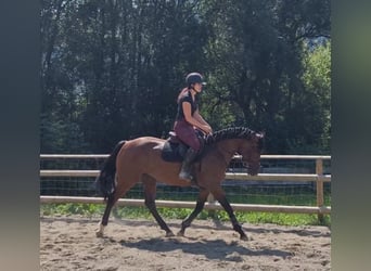 Cheval de sport irlandais, Jument, 4 Ans, 168 cm, Bai