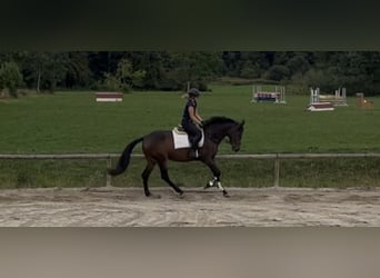 Cheval de sport irlandais, Jument, 4 Ans, 170 cm, Bai brun foncé