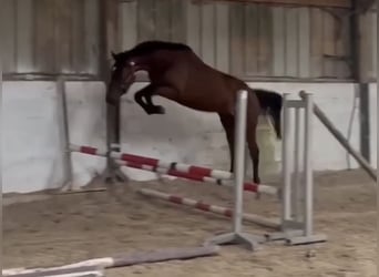 Cheval de sport irlandais, Jument, 4 Ans, 170 cm, Bai