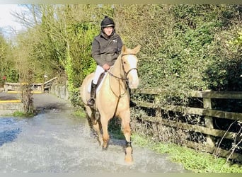 Cheval de sport irlandais, Jument, 4 Ans, 172 cm, Palomino