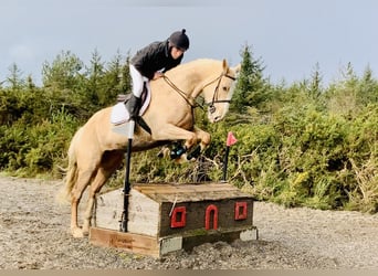 Cheval de sport irlandais, Jument, 4 Ans, 172 cm, Palomino