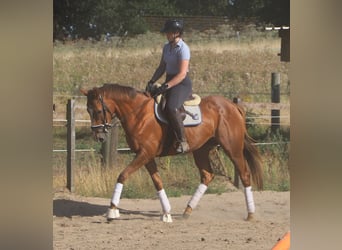 Cheval de sport irlandais Croisé, Jument, 4 Ans, Alezan brûlé