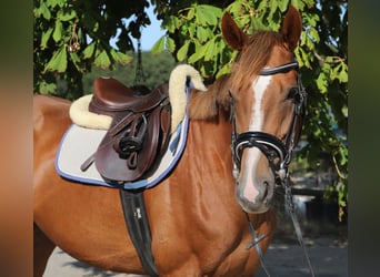 Cheval de sport irlandais Croisé, Jument, 4 Ans, Alezan brûlé