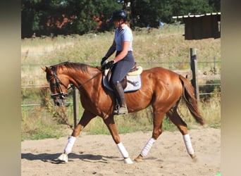 Cheval de sport irlandais Croisé, Jument, 4 Ans, Alezan brûlé