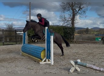 Cheval de sport irlandais, Jument, 5 Ans, 145 cm, Noir