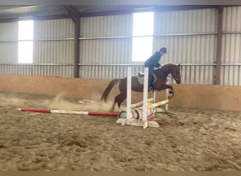 Cheval de sport irlandais, Jument, 5 Ans, 148 cm, Alezan brûlé