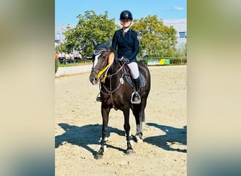 Cheval de sport irlandais, Jument, 5 Ans, 148 cm, Bai brun