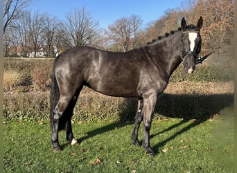 Cheval de sport irlandais, Jument, 5 Ans, 148 cm, Bai brun