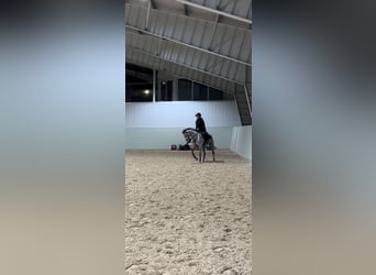Cheval de sport irlandais, Jument, 5 Ans, 148 cm, Gris