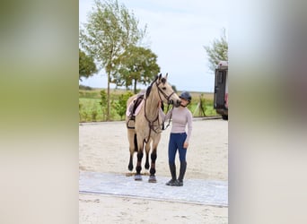 Cheval de sport irlandais, Jument, 5 Ans, 151 cm, Isabelle Cheval de sport irlandais, Jument, 5 Ans, 151 cm, Isabelle