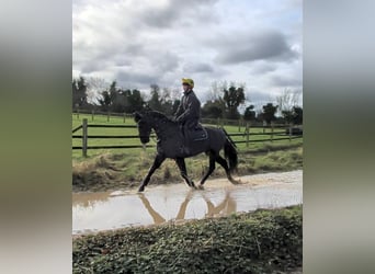 Cheval de sport irlandais, Jument, 5 Ans, 152 cm, Bai brun