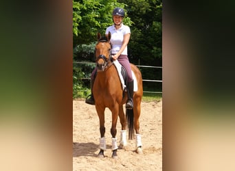 Cheval de sport irlandais, Jument, 5 Ans, 152 cm, Bai