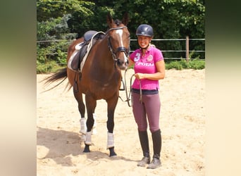 Cheval de sport irlandais, Jument, 5 Ans, 152 cm, Bai