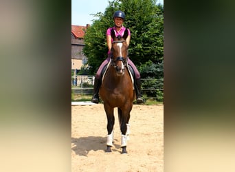 Cheval de sport irlandais, Jument, 5 Ans, 152 cm, Bai