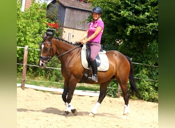 Cheval de sport irlandais, Jument, 5 Ans, 152 cm, Bai