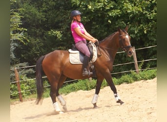 Cheval de sport irlandais, Jument, 5 Ans, 152 cm, Bai