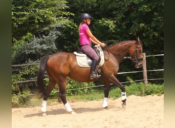 Cheval de sport irlandais, Jument, 5 Ans, 152 cm, Bai