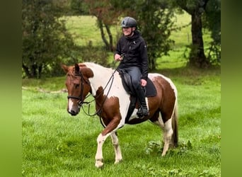 Cheval de sport irlandais, Jument, 5 Ans, 155 cm, Pinto