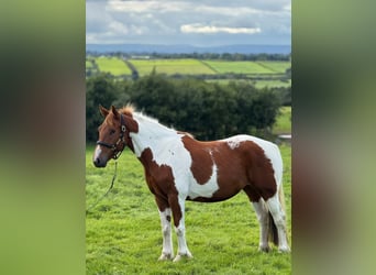 Cheval de sport irlandais, Jument, 5 Ans, 155 cm, Pinto