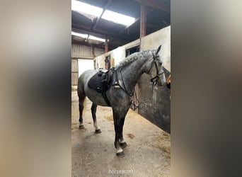 Cheval de sport irlandais, Jument, 5 Ans, 157 cm, Gris