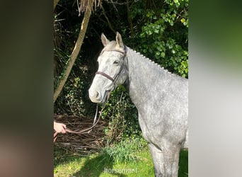 Cheval de sport irlandais, Jument, 5 Ans, 157 cm, Gris