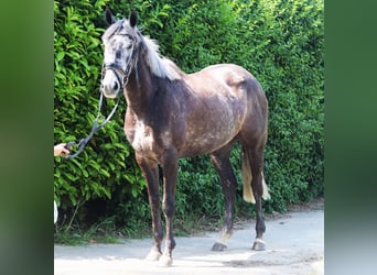 Cheval de sport irlandais, Jument, 5 Ans, 157 cm, Gris noir