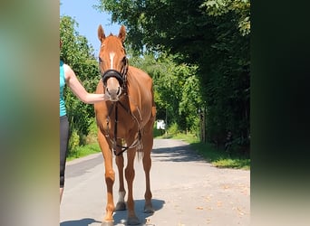 Cheval de sport irlandais, Jument, 5 Ans, 158 cm, Alezan