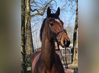 Cheval de sport irlandais, Jument, 5 Ans, 158 cm, Bai