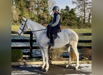 Cheval de sport irlandais, Jument, 5 Ans, 158 cm, Gris