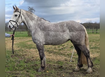 Cheval de sport irlandais, Jument, 5 Ans, 159 cm
