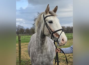 Cheval de sport irlandais, Jument, 5 Ans, 159 cm