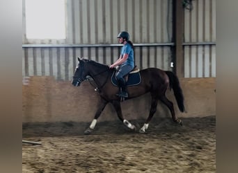 Cheval de sport irlandais, Jument, 5 Ans, 160 cm, Alezan brûlé