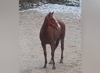 Cheval de sport irlandais, Jument, 5 Ans, 160 cm, Alezan