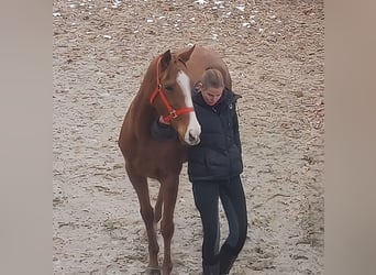 Cheval de sport irlandais, Jument, 5 Ans, 160 cm, Alezan