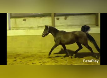 Cheval de sport irlandais, Jument, 5 Ans, 160 cm, Bai