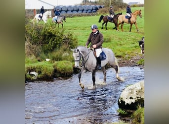 Cheval de sport irlandais, Jument, 5 Ans, 160 cm, Gris pommelé