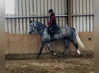 Cheval de sport irlandais, Jument, 5 Ans, 160 cm, Gris pommelé