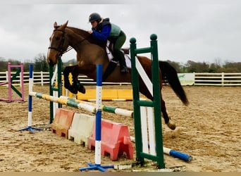 Cheval de sport irlandais, Jument, 5 Ans, 162 cm, Bai