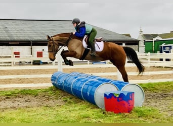 Cheval de sport irlandais, Jument, 5 Ans, 162 cm, Bai
