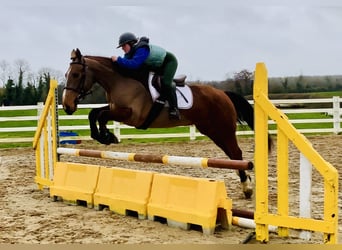 Cheval de sport irlandais, Jument, 5 Ans, 162 cm, Bai