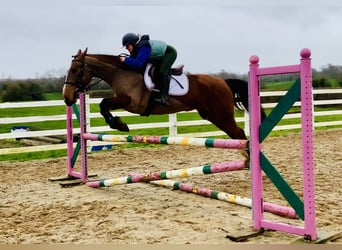 Cheval de sport irlandais, Jument, 5 Ans, 162 cm, Bai