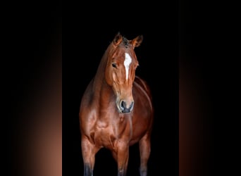 Cheval de sport irlandais, Jument, 5 Ans, 162 cm, Bai
