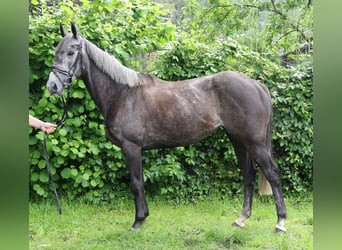 Cheval de sport irlandais, Jument, 5 Ans, 162 cm, Gris noir