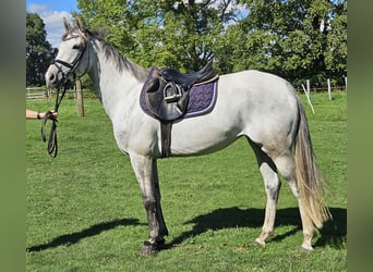 Cheval de sport irlandais, Jument, 5 Ans, 162 cm, Gris pommelé